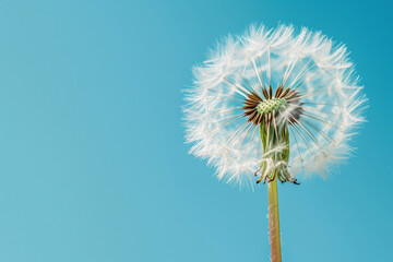 Fototapeta premium Dandelion Seed Head Against Blue Sky