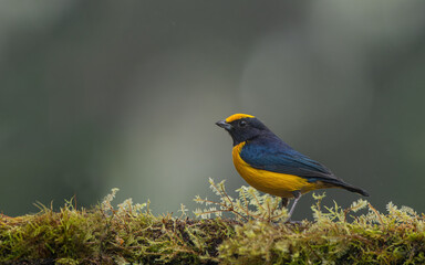 Yellow Bird. A Purple-throated Euphonia also known as Fim-fim perched on the branch. Species Euphonia chlorotica. Birdwatching. bird lover.