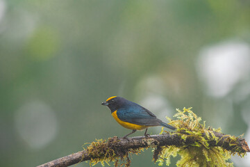 Yellow Bird. A Purple-throated Euphonia also known as Fim-fim perched on the branch. Species Euphonia chlorotica. Birdwatching. bird lover.