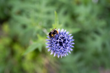 Fototapeta premium image of beautiful globe thistle flower with bee