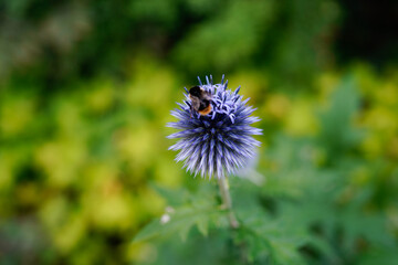 image of beautiful  globe thistle flower with a bee