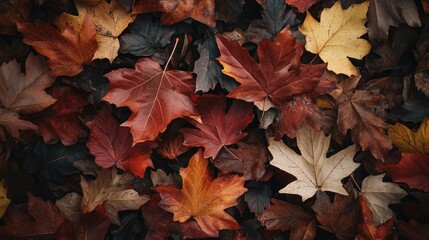 Autumn Leaves