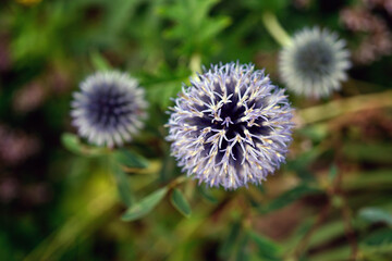 image of beautiful  globe thistle flowers