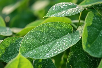 This captivating image showcases a closeup of vibrant green soybean leaves covered in morning dew, highlighting the beauty of nature and the agricultural bounty that sustains and enriches us
