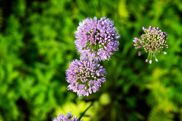 image of pink leek plants with green background