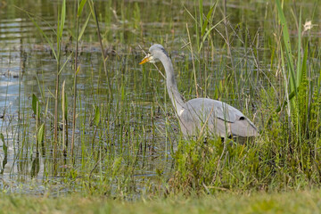 closeup of a grey heron in the marsh of Borgoyen nature reserve. Ghent, Flanders, Belgium 