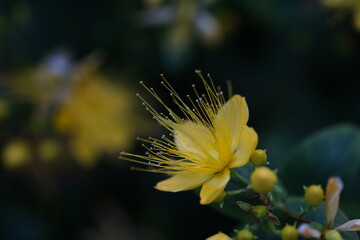 image of a.St. John's wort flower (hypericum hircinum )