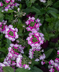 image of Verben peruviana pink bicolor flowers