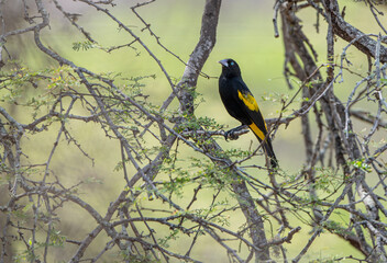 Beautiful bird yellow-winged cacique sits on a tree in the Ecuadorian forest