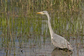  closeup of a grey heron in the marsh of Borgoyen nature reserve. Ghent, Flanders, Belgium 