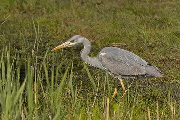 Fototapeta premium closeup of a grey heron in the marsh of Borgoyen nature reserve. Ghent, Flanders, Belgium 