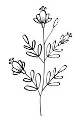 Autumn summer spring twig wild plant sprout with flowers and stamens leaves drawn with black line outline for decorative pattern. Flat doodle style. Vector illustration.