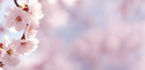 Fototapeta premium Sakura. Branches with pink flowers on a plain background for publications.