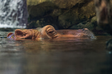 hippo in the water