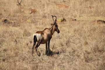 antelope in the savannah