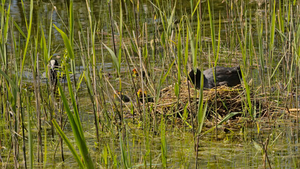 Eurasian coot with chicks in a nest hidden in the reed in a pool in Bourgoyen nature reserve, Ghent, Flanders, Belgium - Fulica atra 