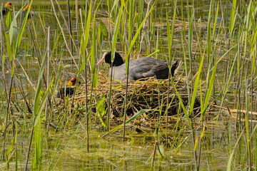 Eurasian coot with chicks in a nest hidden in the reed in a pool in Bourgoyen nature reserve,...