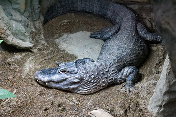 close up of a crocodile