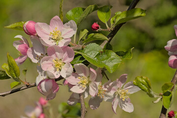 Obraz premium Light pink crab apple blossom - Malus sylvestris.
