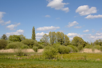 Obraz premium lush green field with trees in the wetlands of Bourgoyen nature reserve, Ghent, Flanders, Belgium 
