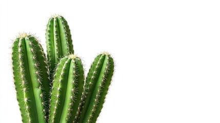 Close Up of Green Cacti Against a White Background