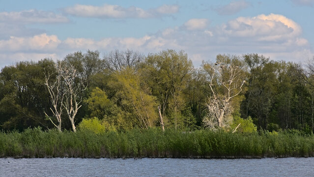 Summer marsh landscape in Bourgoyen nature reserve, Ghent, Flanders, Belgium