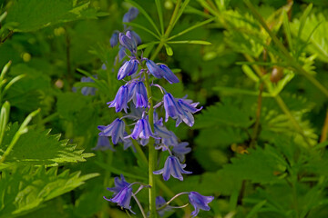 closeup of bright purple  common bluebells - Hyacinthoides non-scripta 