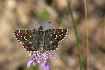 Natural closeup on a European Southern Grizzled Skipper butterfly, Pyrgus malvoides with spread wings on a scabious flower