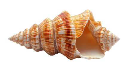 Colorful  Murex shell displayed on white background