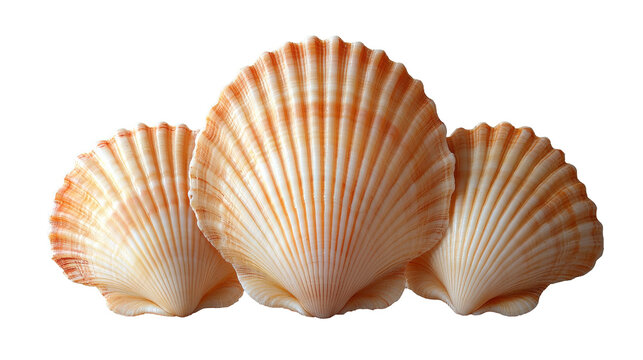 Cauris shells arranged neatly on a white background