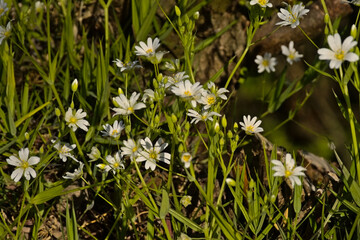  Sunny bright white wildflowers of greater stitchwort in springtime - Rabelera holostea 