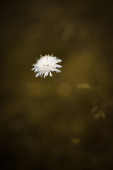 White flower in a meadow. Shallow depth of field.
