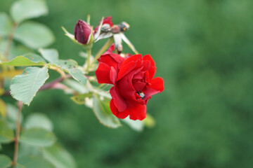 Red garden rose