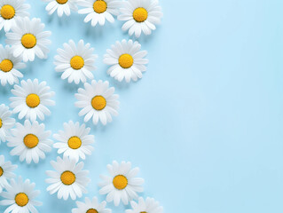 Minimal styled concept White daisy chamomile flowers on blue background