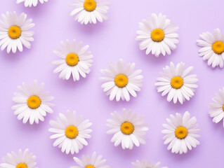 Minimal styled concept White daisy chamomile flowers on purple background