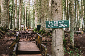 Forest, Trees and Foliage of Black Lake, Zabljak, Durmitor National Park, Montenegro