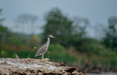 Yellow-crowned Night-heron (Nyctanassa violacea) adult walking on mud below mangroves