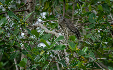 Portrait of a yellow-crowned night heron perched on a tree branch.