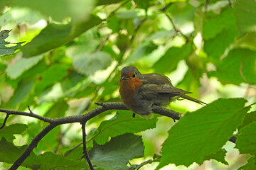 erithacus rubecula robin bird photo