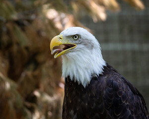 Close-up of eagle