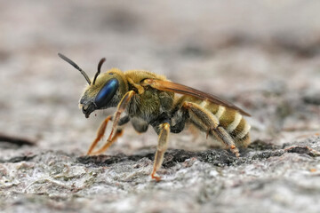 Closeup on a female European Golden end banded furrow bee, Halictus subauratus