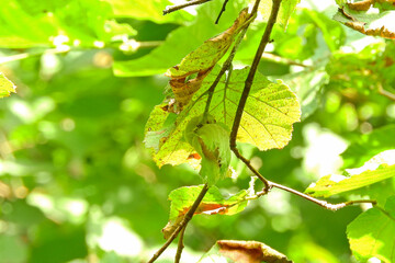 Natural dried shell hole hazelnut macro photo