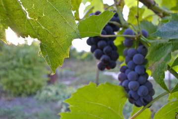 Blue grapes in sunlight, juices and wine, natural background.