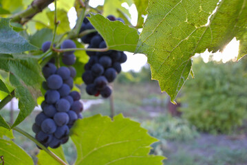 Blue grapes in sunlight, juices and wine, natural background.
