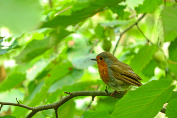 erithacus rubecula robin bird photo