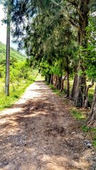 Perspectiva de camino rural