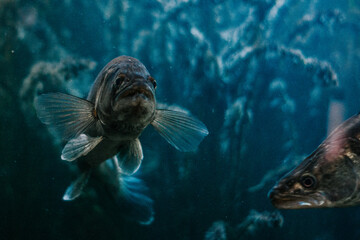 Fish swimming in an aquarium, surrounded by the tranquil blues of the water.