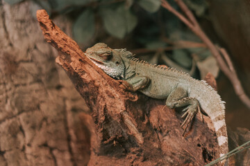 A bearded dragon (agama) peacefully sleeping, basking under soft light.