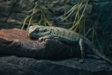 A bearded dragon (agama) peacefully sleeping, basking under soft light.