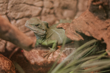 A lizard basking on a rock, enjoying the warmth of its environment.